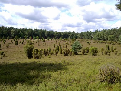 Jeneverbessen aan de Lindenerweg naar Uelzen