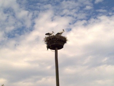 Ooievaars op het nest in Kietz
