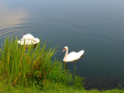 Zwanen in het Sohland stuwmeer