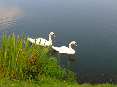 Zwanen in het Sohland stuwmeer
