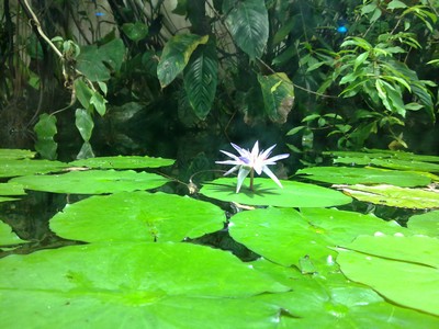 Een bijzondere waterlelie