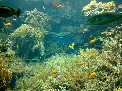 Gehen Giftf&auml;sser tauchen?