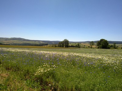 Rustige weg op het Centraal Massief