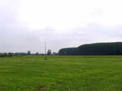 Een weiland vol zilverreigers