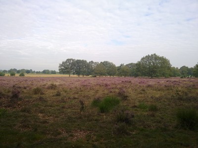 Bloeiende heide