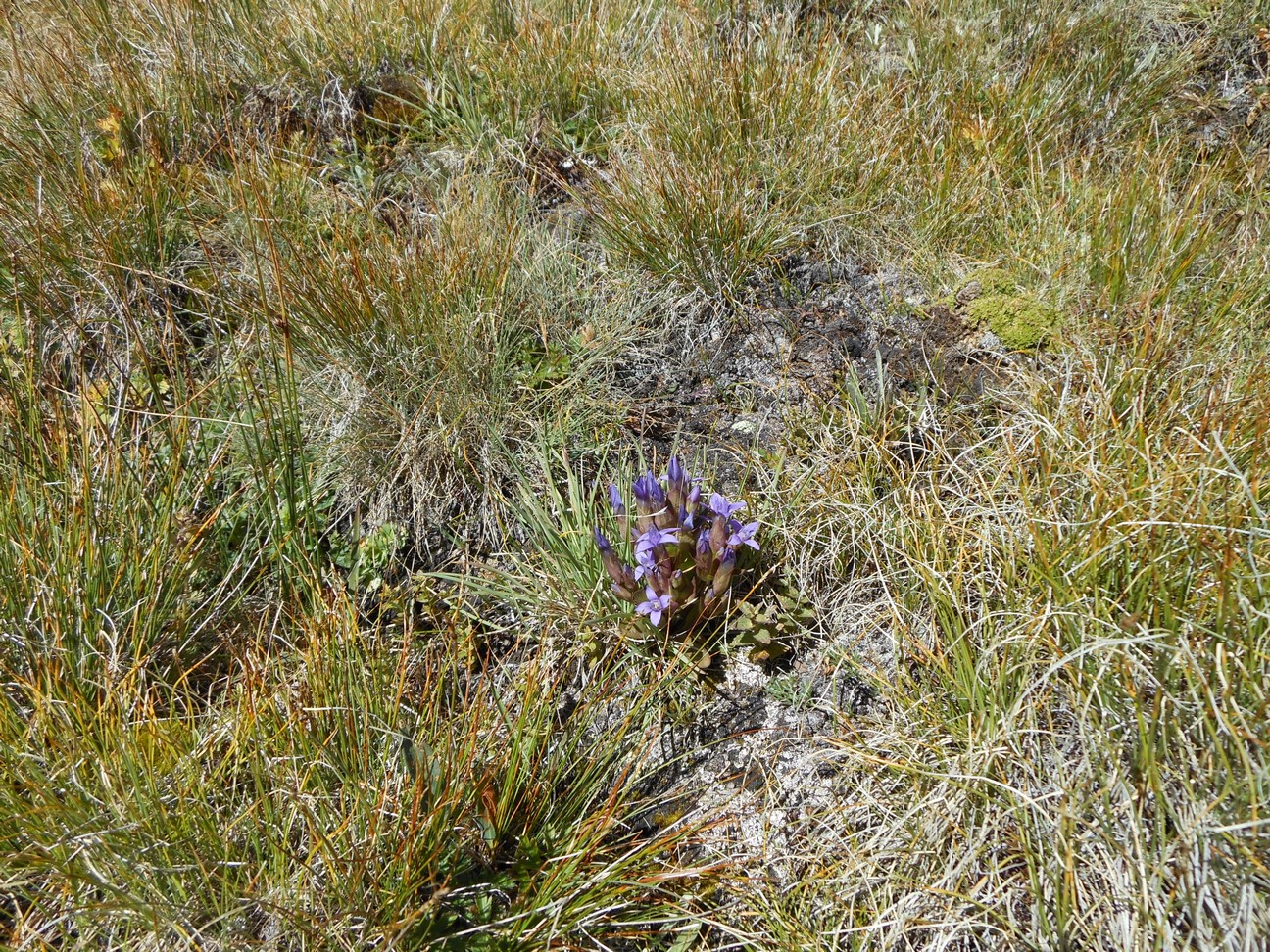 Wel mooie bloemetjes zoals trosgentianen