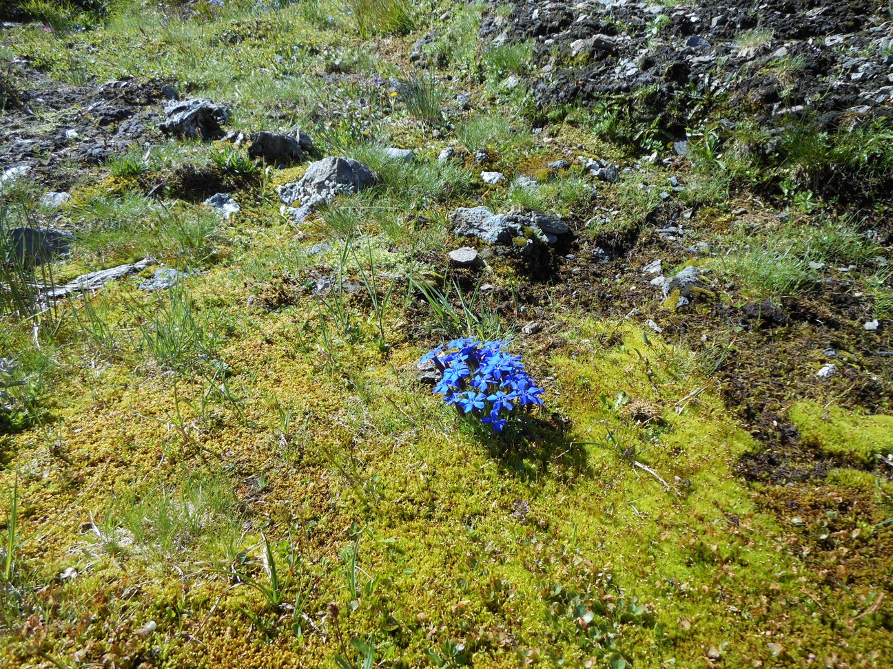 en kleine blauwe gentianan