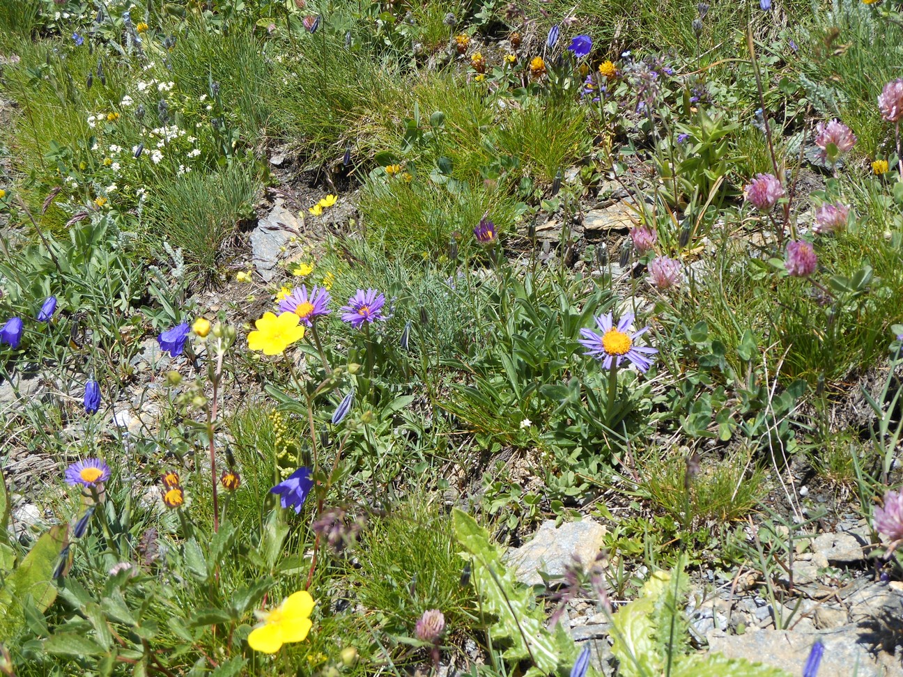 Wel astertjes maar geen edelweiss, is ook niet te verwachten langs zo&rsquo;n grote weg