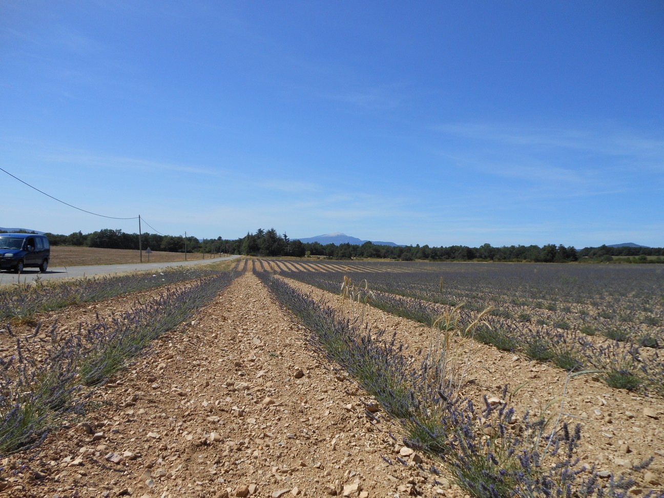 Jonge aanplant lavendel met de Mont Ventoux op de achtergrond